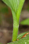 Greater yellow lady's slipper